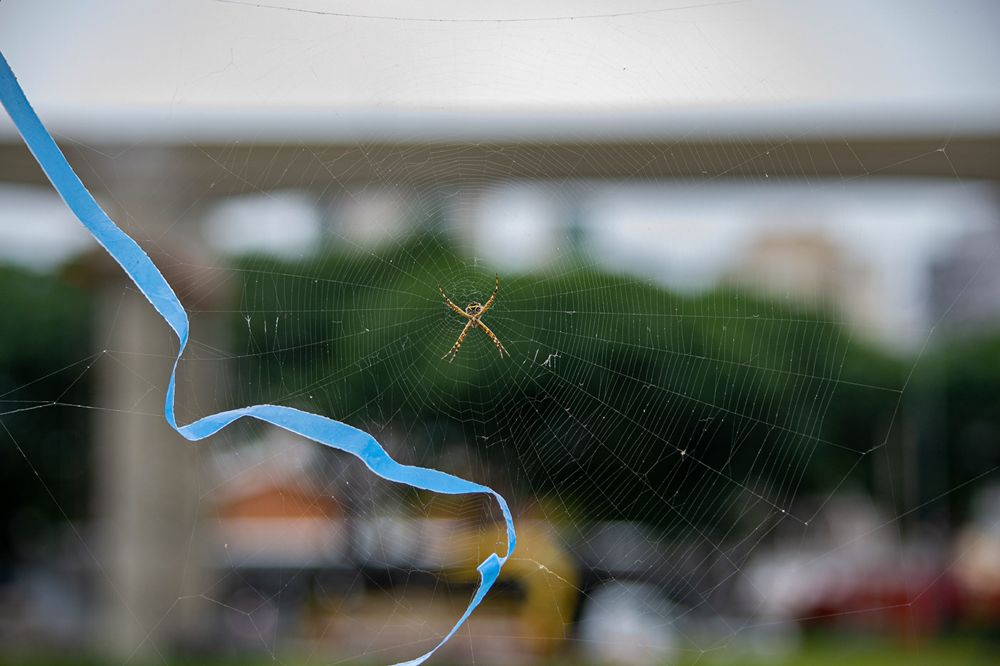 ... ou mostra o contrate entre vida selvagem e cidade.
